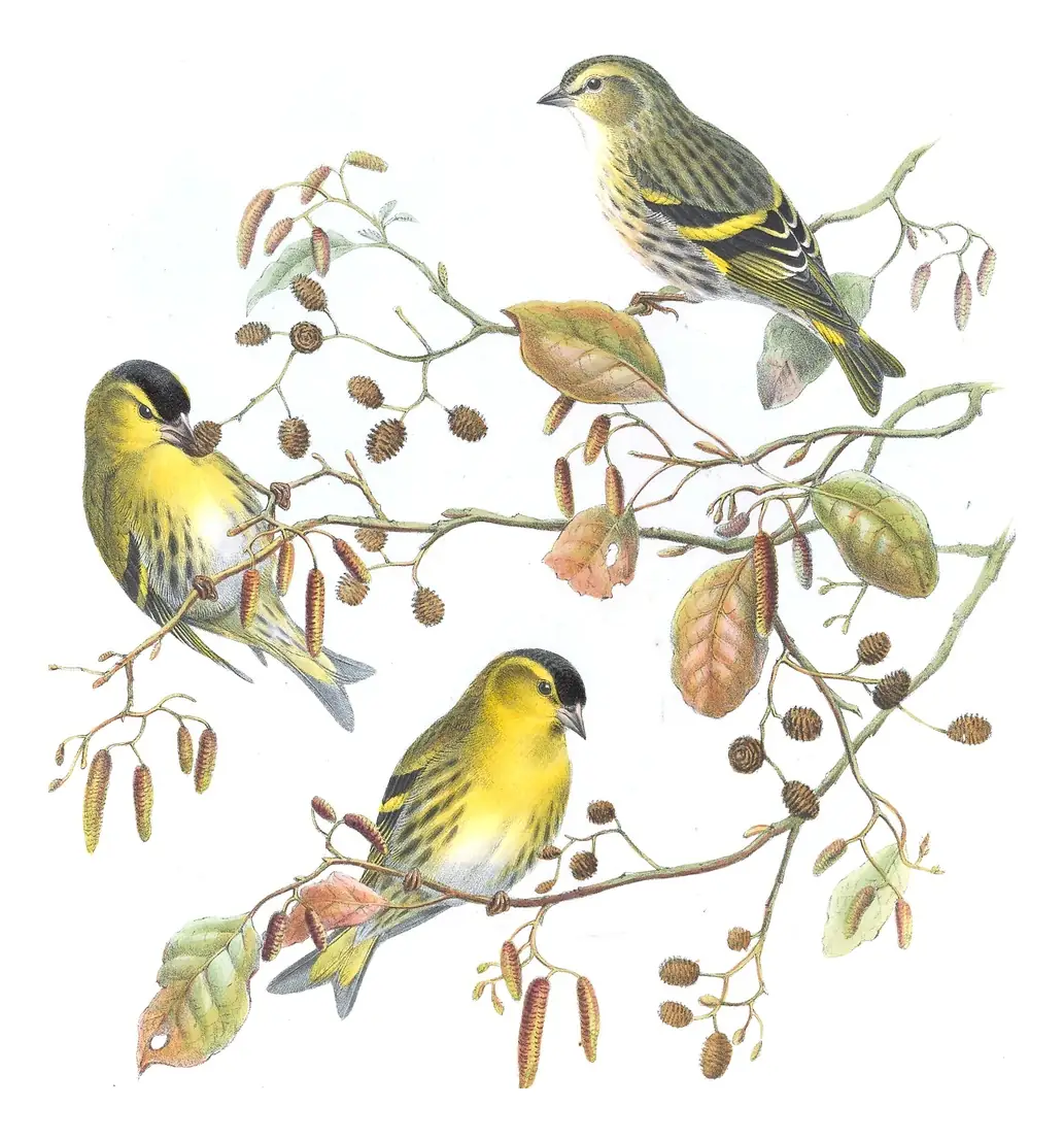 Volume III, plate 37 of Gould's The Birds of Great Britain: Eurasian Siskin (Spinus spinus)