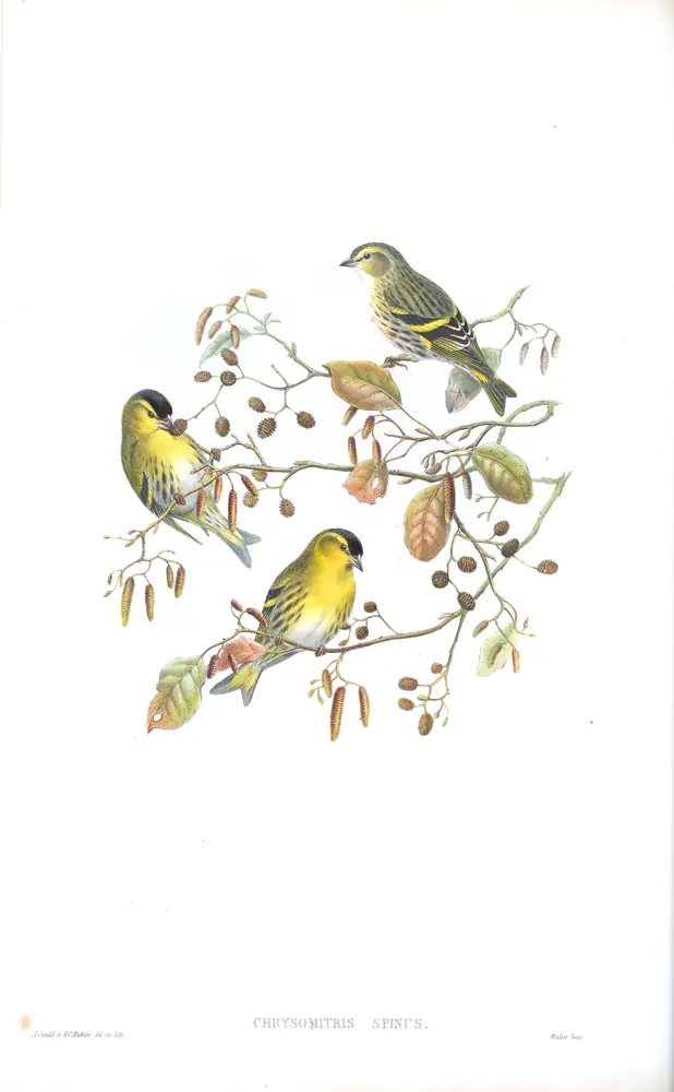 The whole sheet of volume III, plate 37, with its engraved caption