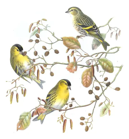 Volume III, plate 37 of Gould's The Birds of Great Britain: Eurasian Siskin (Spinus spinus)