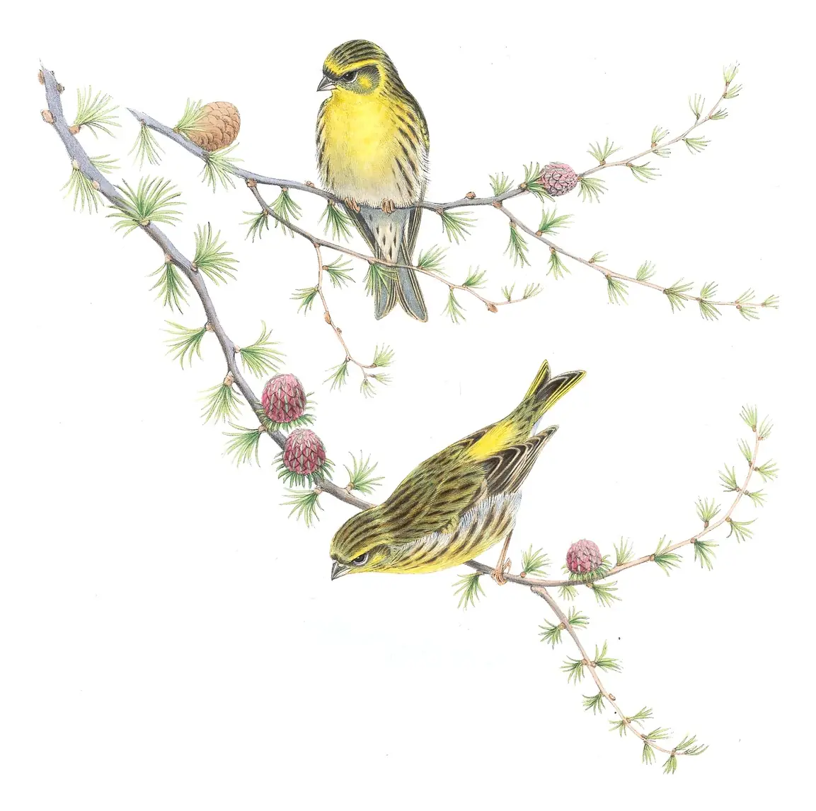 Volume III, plate 38 of Gould's The Birds of Great Britain: European Serin (Serinus serinus)
