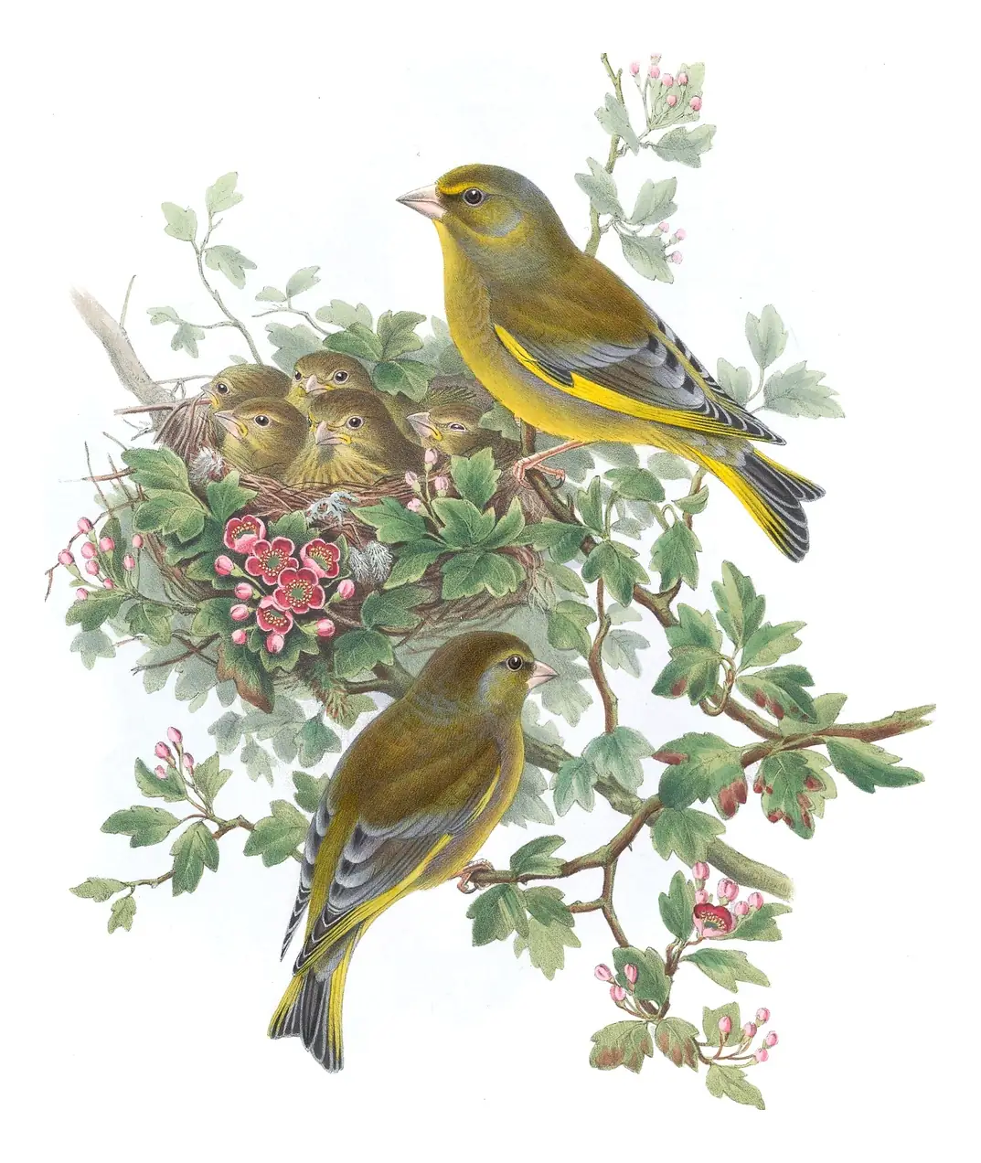 Volume III, plate 39 of Gould's The Birds of Great Britain: European Greenfinch (Chloris chloris)