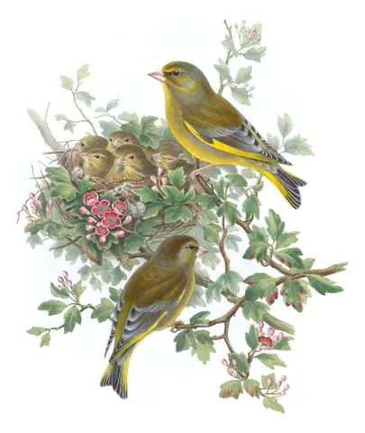 Volume III, plate 39 of Gould's The Birds of Great Britain: European Greenfinch (Chloris chloris)