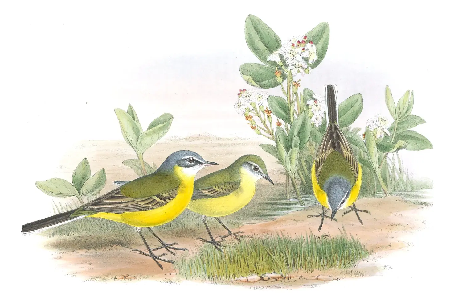 Volume III, plate 4 of Gould's The Birds of Great Britain: Western Yellow Wagtail (Motacilla flava)
