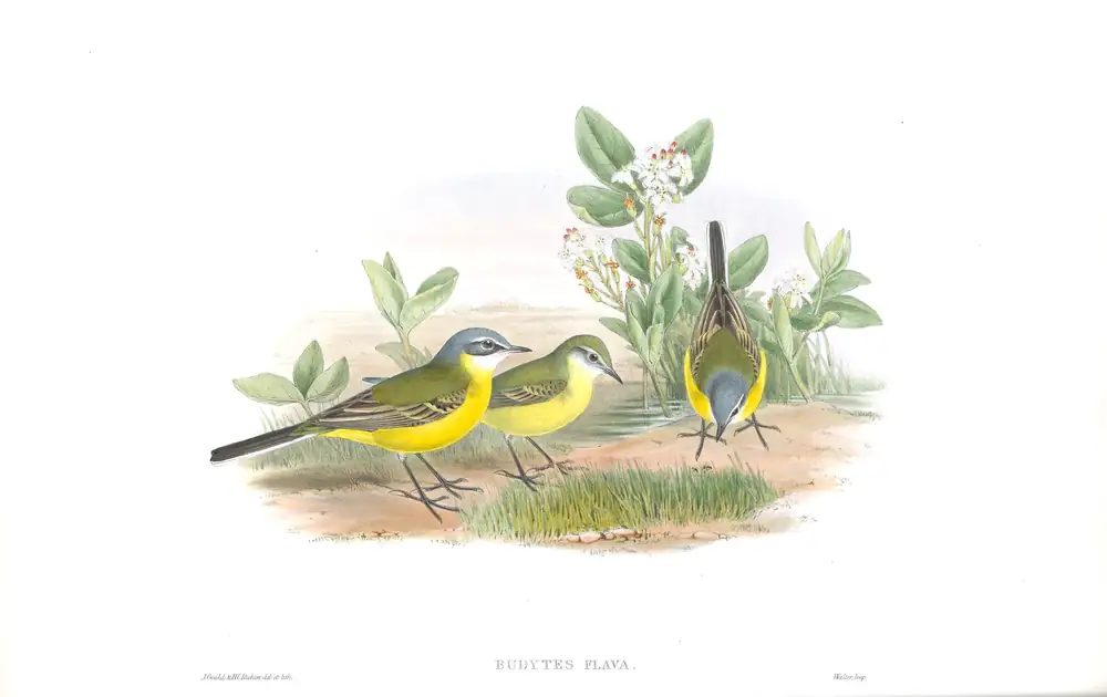 The whole sheet of volume III, plate 4, with its engraved caption