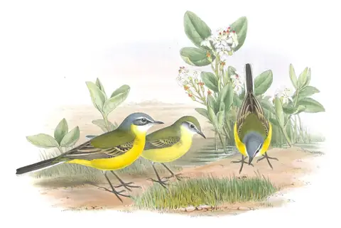 Volume III, plate 4 of Gould's The Birds of Great Britain: Western Yellow Wagtail (Motacilla flava)