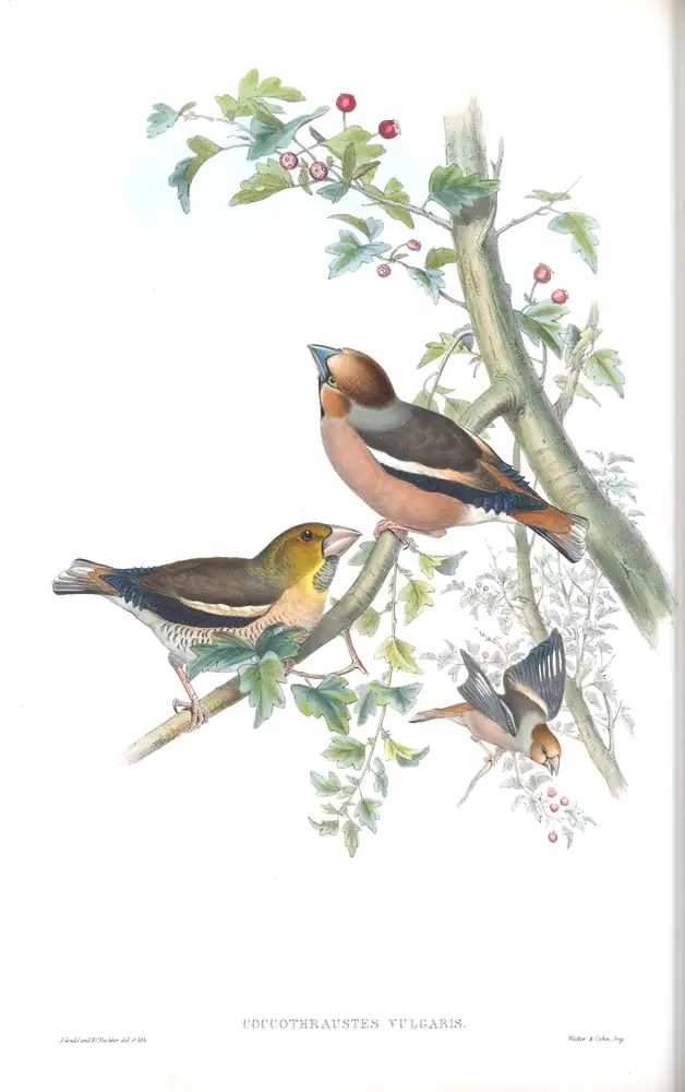 The whole sheet of volume III, plate 40, with its engraved caption