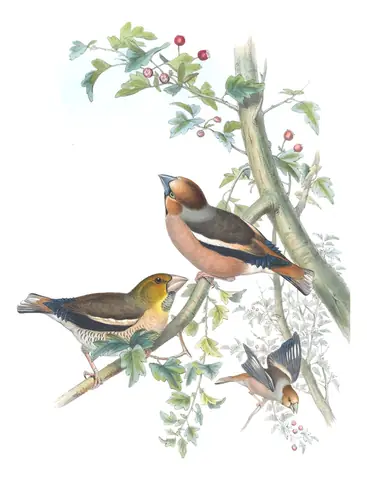 Volume III, plate 40 of Gould's The Birds of Great Britain: Hawfinch (Coccothraustes coccothraustes)