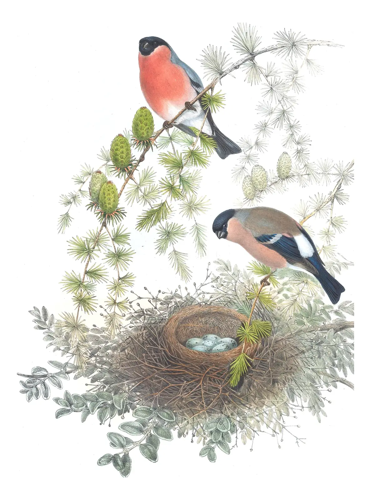 Volume III, plate 41 of Gould's The Birds of Great Britain: Eurasian Bullfinch (Pyrrhula pyrrhula)