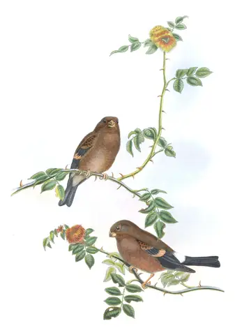 Volume III, plate 42 of Gould's The Birds of Great Britain: Eurasian Bullfinch (Pyrrhula pyrrhula)