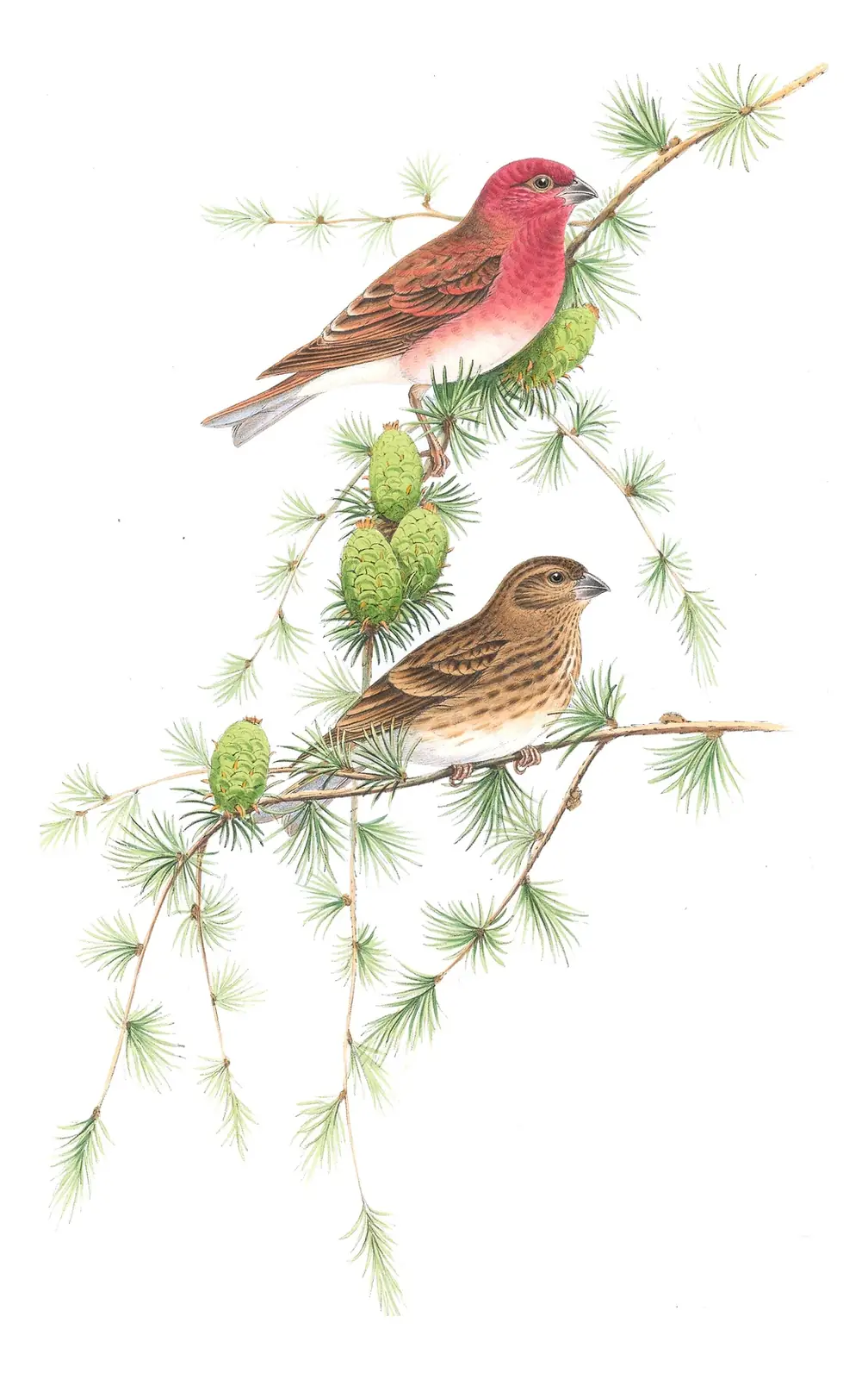 Volume III, plate 43 of Gould's The Birds of Great Britain: Common Rosefinch (Carpodacus erythrinus)
