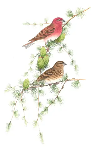 Volume III, plate 43 of Gould's The Birds of Great Britain: Common Rosefinch (Carpodacus erythrinus)