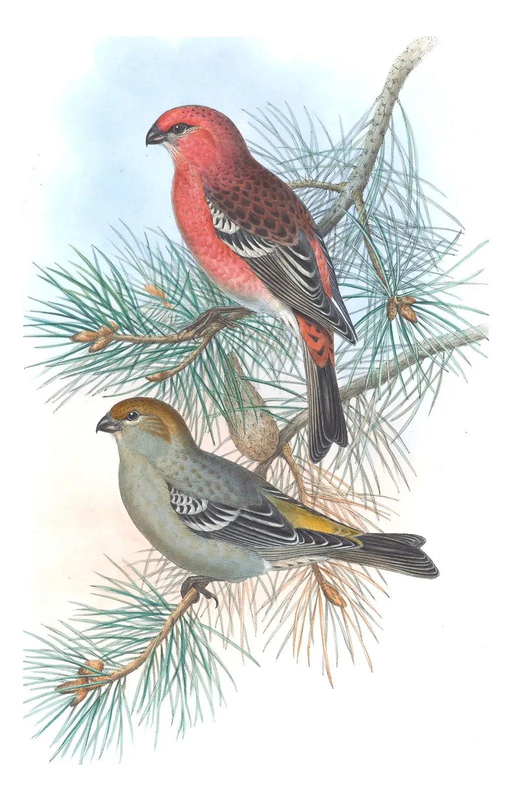 Volume III, plate 44 of Gould's The Birds of Great Britain: Pine Grosbeak (Pinicola enucleator)