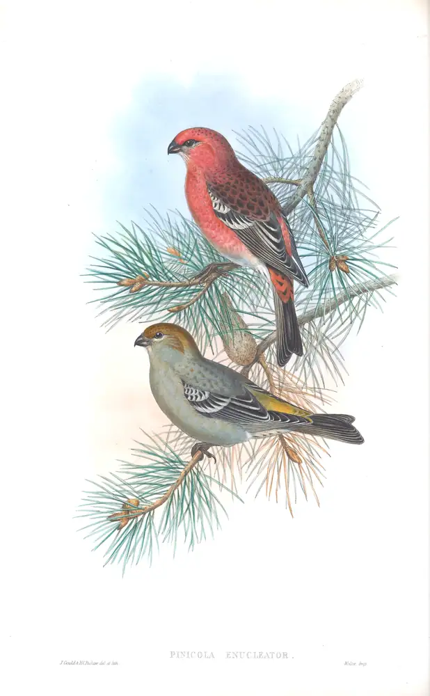 The whole sheet of volume III, plate 44, with its engraved caption