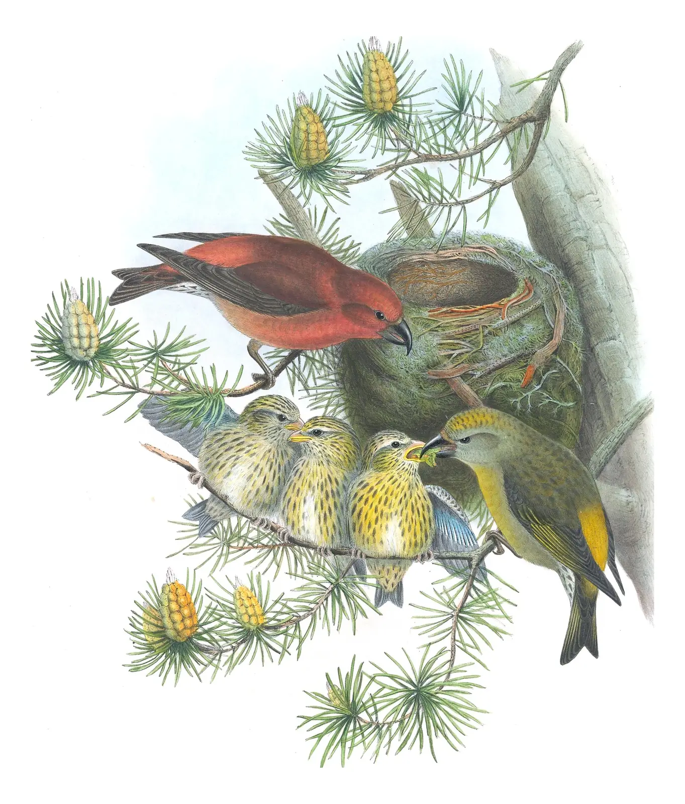 Volume III, plate 45 of Gould's The Birds of Great Britain: Red Crossbill (Loxia curvirostra)