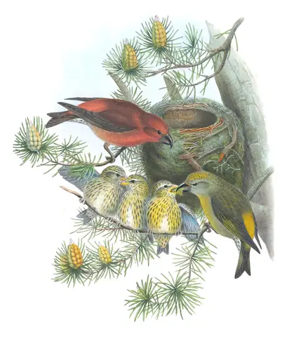 Volume III, plate 45 of Gould's The Birds of Great Britain: Red Crossbill (Loxia curvirostra)