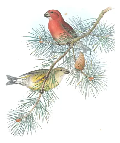 Volume III, plate 46 of Gould's The Birds of Great Britain: Parrot Crossbill (Loxia pytyopsittacus)