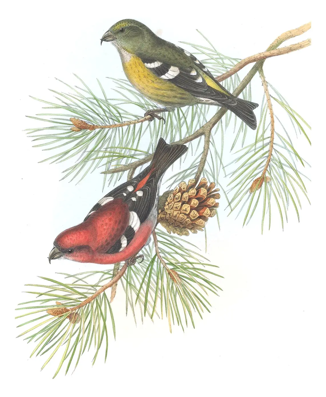 Volume III, plate 47 of Gould's The Birds of Great Britain: White-winged Crossbill (Loxia leucoptera)