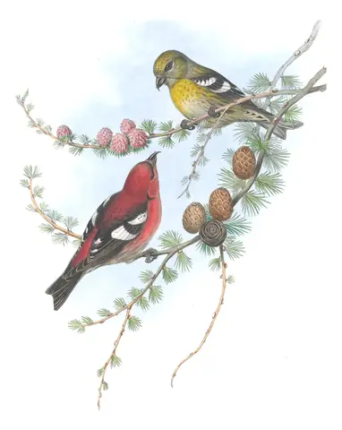 Volume III, plate 48 of Gould's The Birds of Great Britain: White-winged Crossbill (Loxia leucoptera)