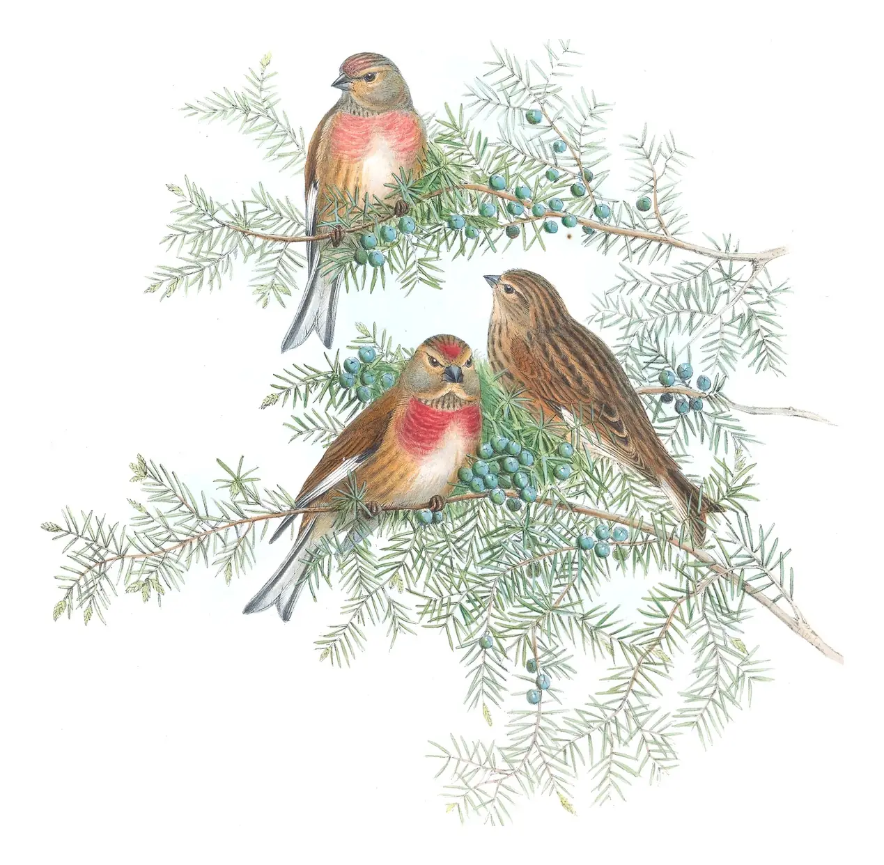 Volume III, plate 49 of Gould's The Birds of Great Britain: Eurasian Linnet (Linaria cannabina)