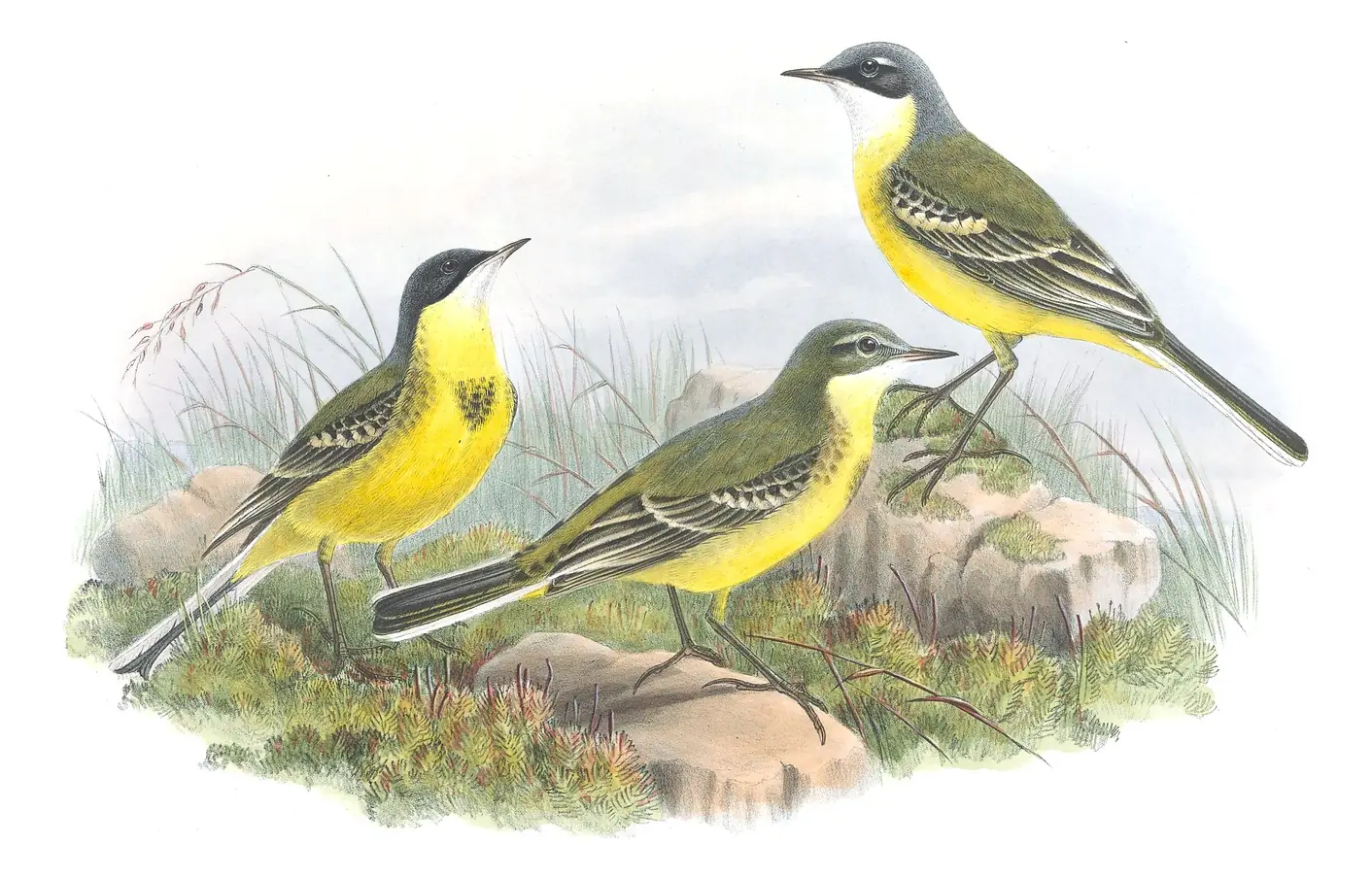 Volume III, plate 5 of Gould's The Birds of Great Britain: Western Yellow Wagtail (Motacilla flava)