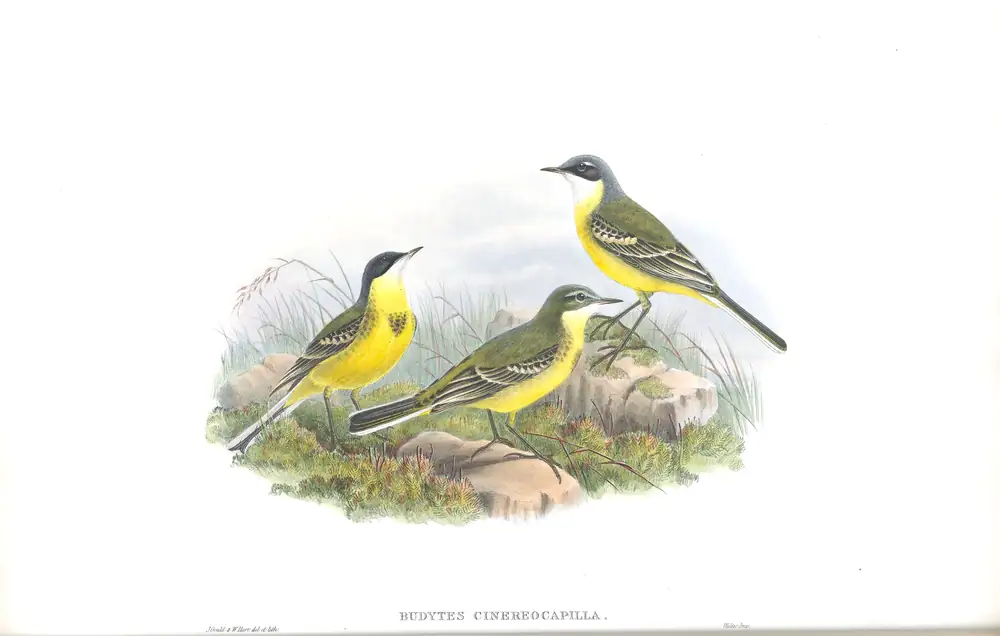 The whole sheet of volume III, plate 5, with its engraved caption
