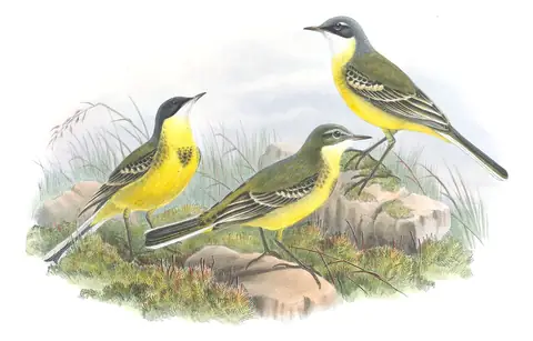 Volume III, plate 5 of Gould's The Birds of Great Britain: Western Yellow Wagtail (Motacilla flava)