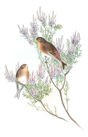 Volume III, plate 50 of Gould's The Birds of Great Britain: Twite (Linaria flavirostris)