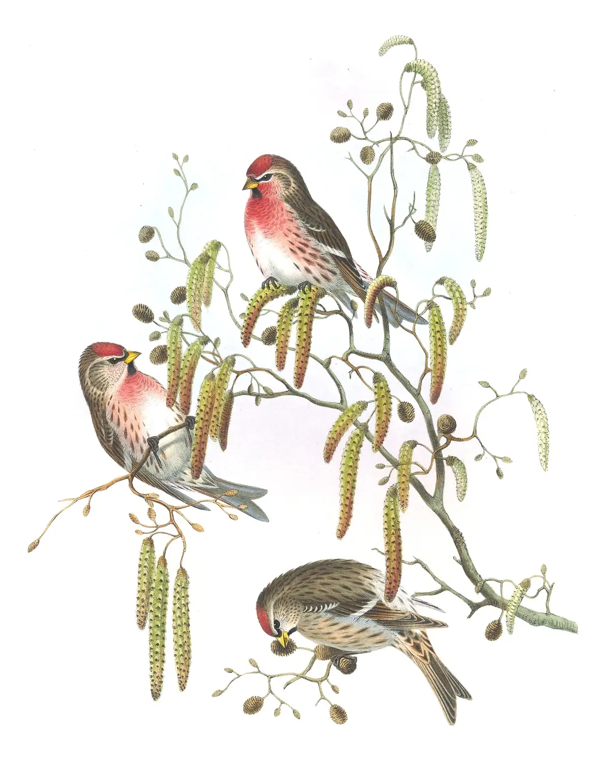Volume III, plate 51 of Gould's The Birds of Great Britain: Redpoll (Acanthis flammea)