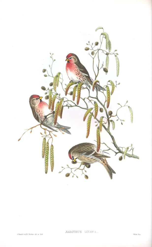 The whole sheet of volume III, plate 51, with its engraved caption