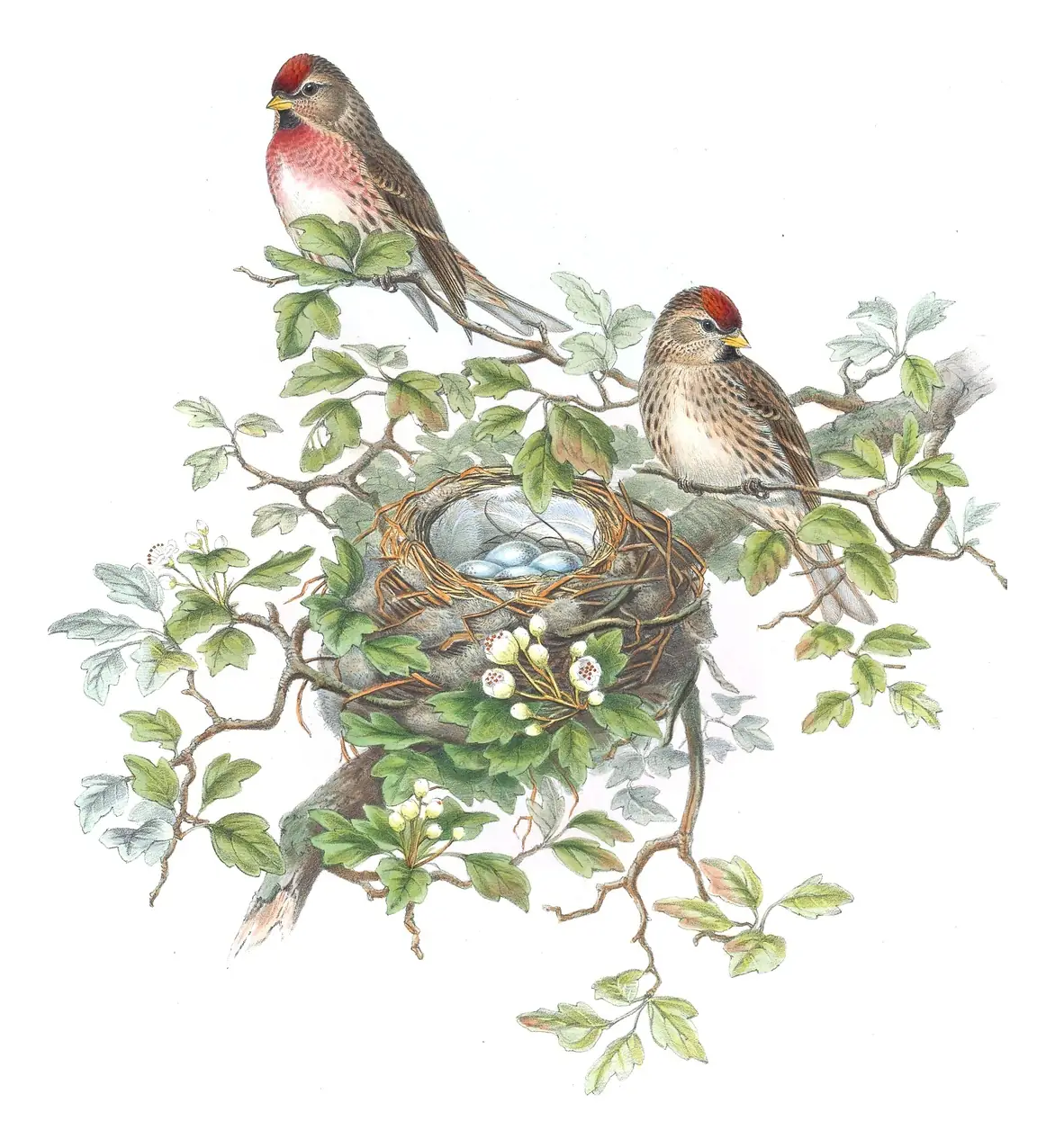 Volume III, plate 52 of Gould's The Birds of Great Britain: Redpoll (Acanthis flammea)