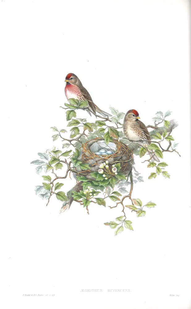 The whole sheet of volume III, plate 52, with its engraved caption