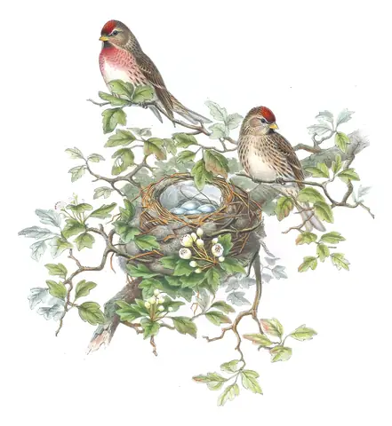 Volume III, plate 52 of Gould's The Birds of Great Britain: Redpoll (Acanthis flammea)
