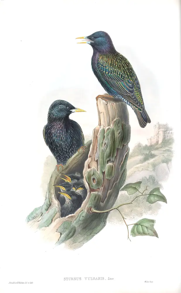 The whole sheet of volume III, plate 53, with its engraved caption