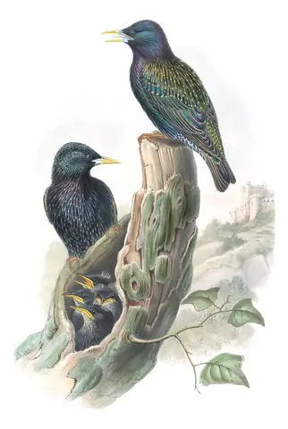 Volume III, plate 53 of Gould's The Birds of Great Britain: European Starling (Sturnus vulgaris)