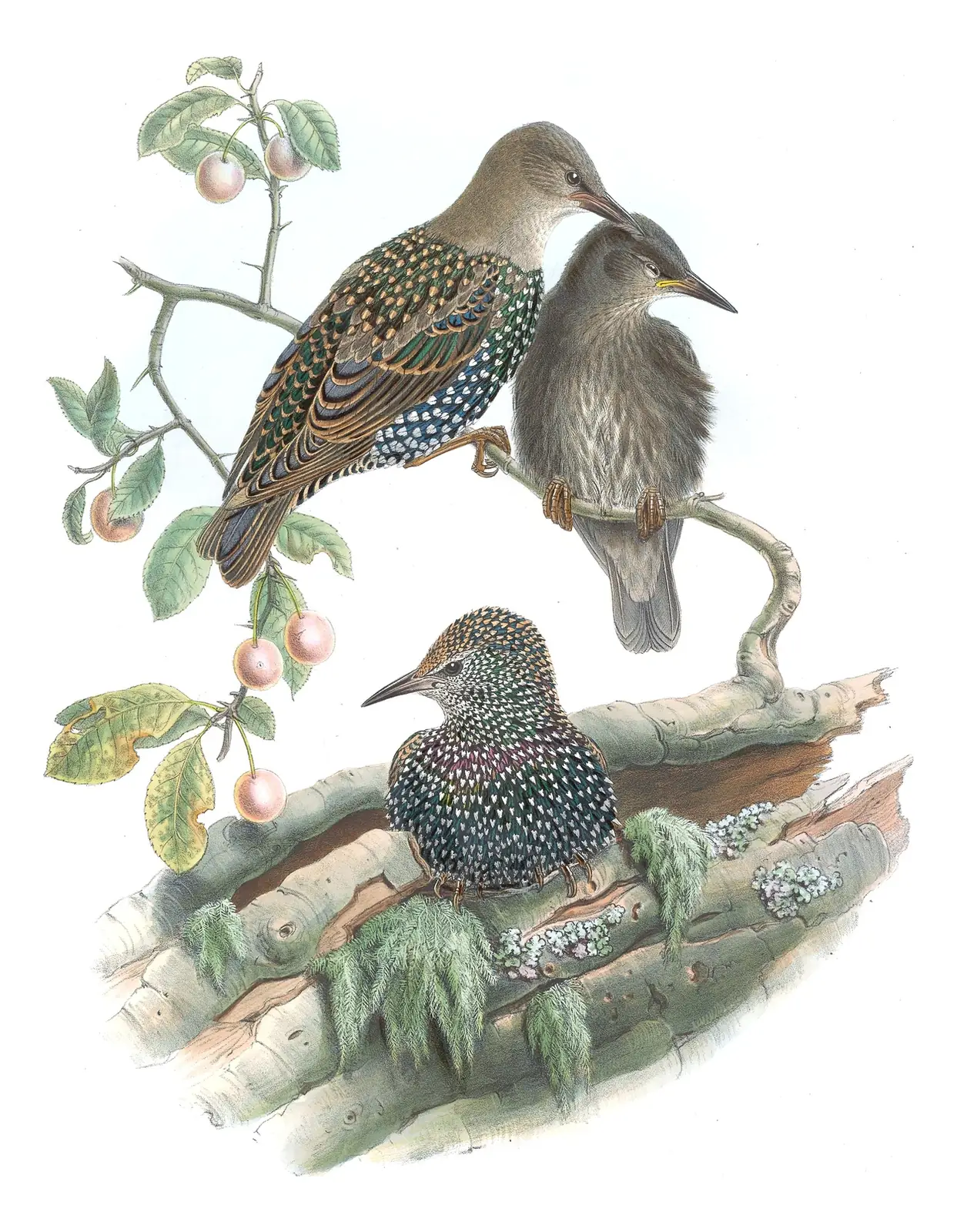 Volume III, plate 54 of Gould's The Birds of Great Britain: European Starling (Sturnus vulgaris)