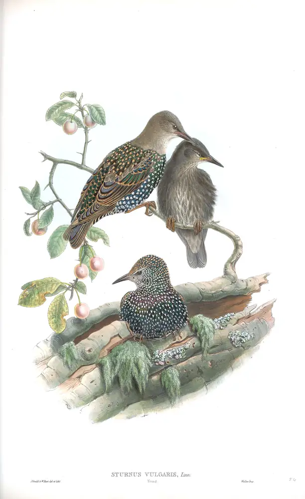 The whole sheet of volume III, plate 54, with its engraved caption