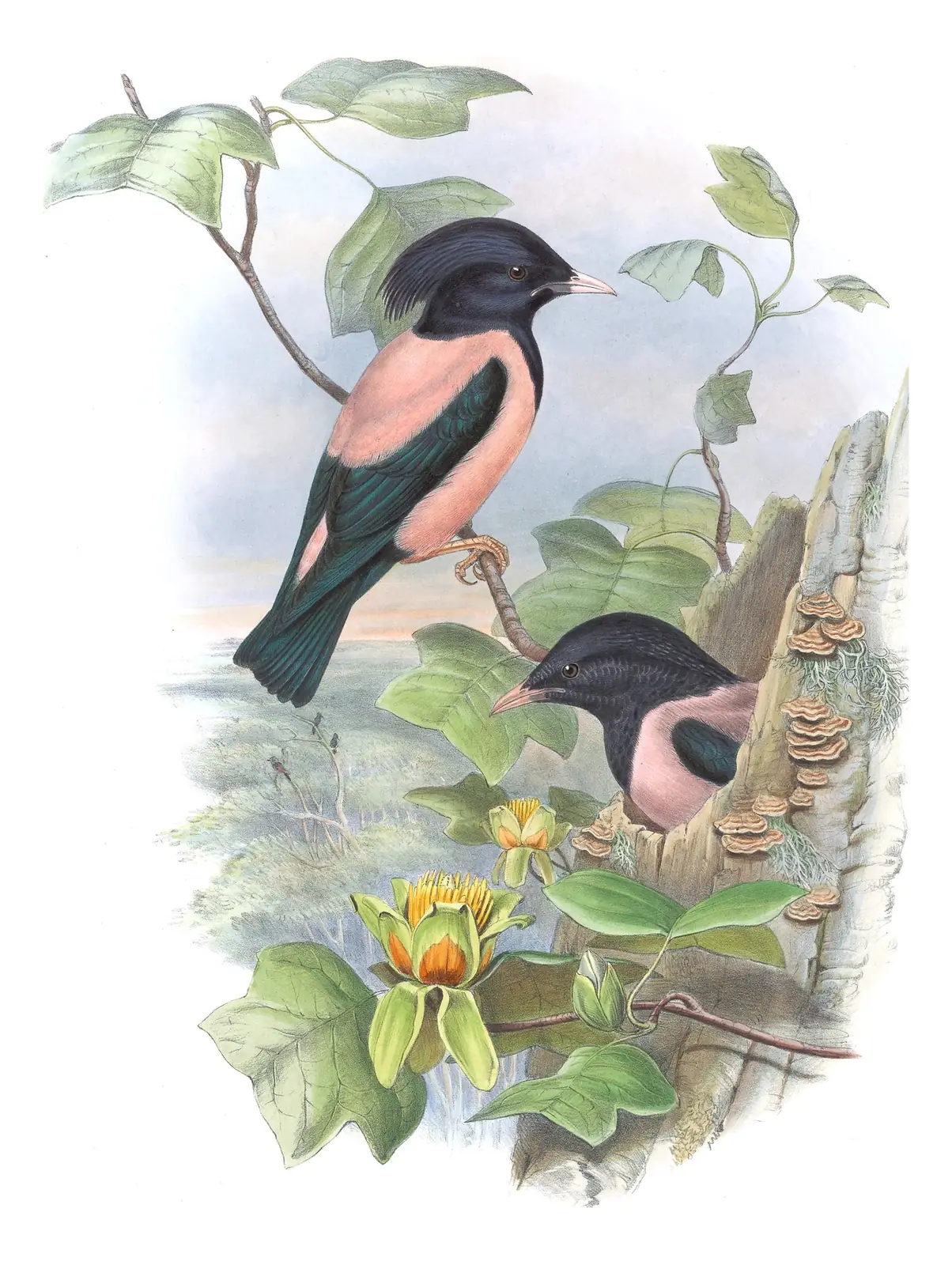 Volume III, plate 55 of Gould's The Birds of Great Britain: Rosy Starling (Pastor roseus)