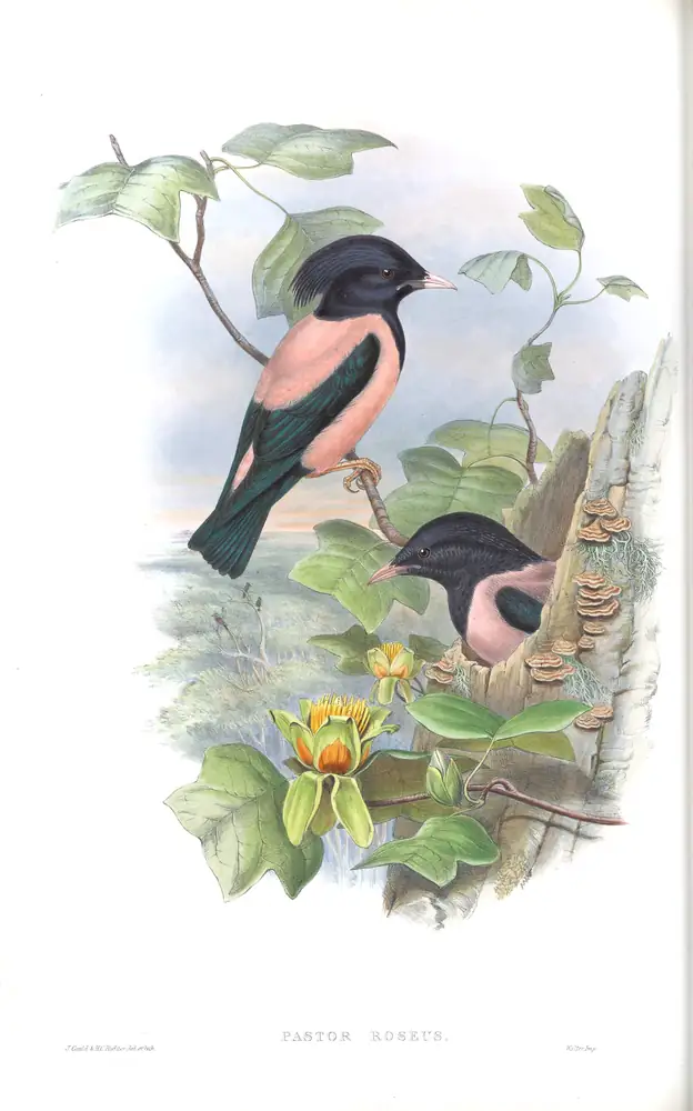 The whole sheet of volume III, plate 55, with its engraved caption