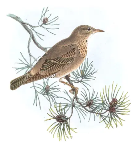 Volume III, plate 56 of Gould's The Birds of Great Britain: Rosy Starling (Pastor roseus)