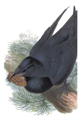 Volume III, plate 57 of Gould's The Birds of Great Britain: Common Raven (Corvus corax)