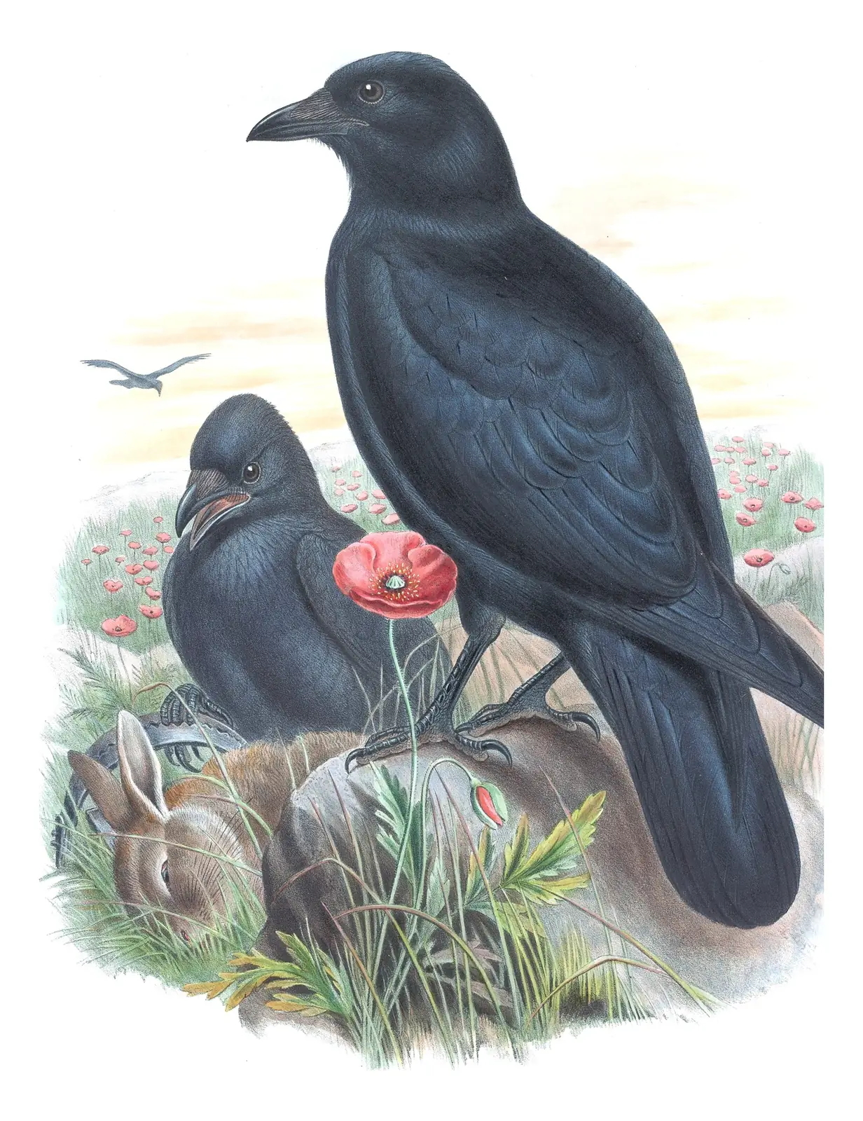 Volume III, plate 58 of Gould's The Birds of Great Britain: Carrion Crow (Corvus corone)