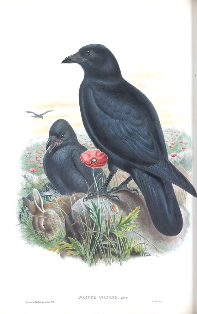 The whole sheet of volume III, plate 58, with its engraved caption