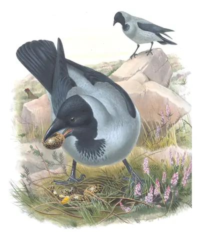 Volume III, plate 59 of Gould's The Birds of Great Britain: Hooded Crow (Corvus cornix)