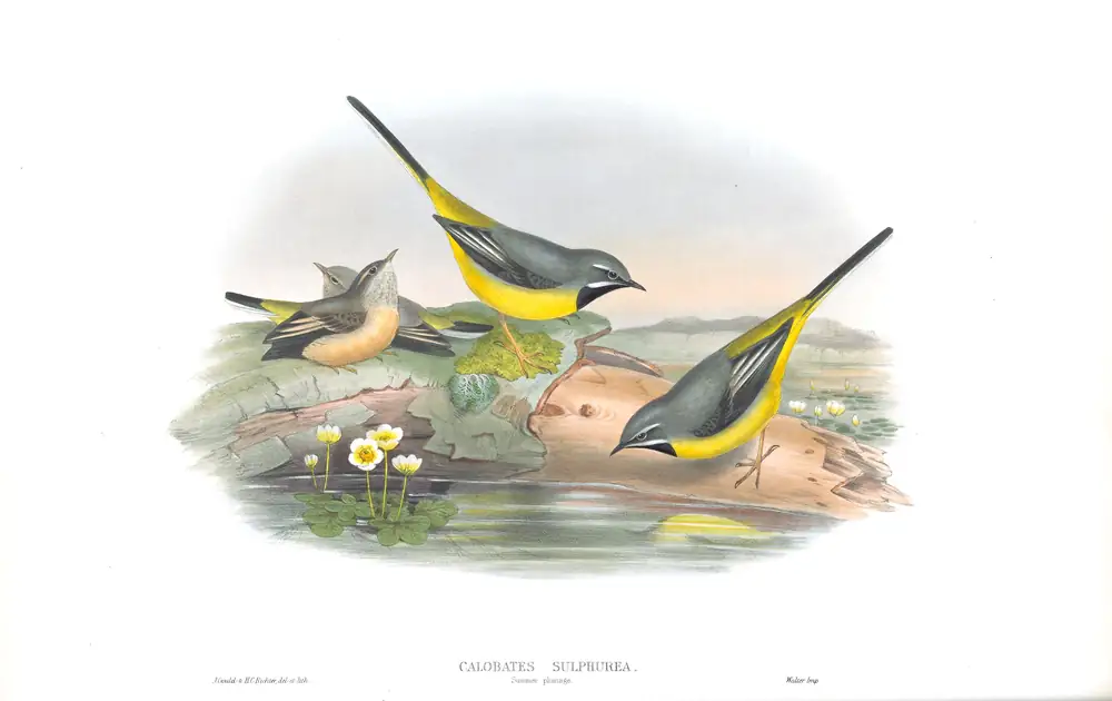 The whole sheet of volume III, plate 6, with its engraved caption