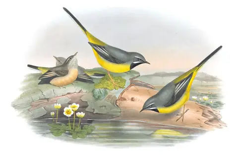 Volume III, plate 6 of Gould's The Birds of Great Britain: Gray Wagtail (Motacilla cinerea)