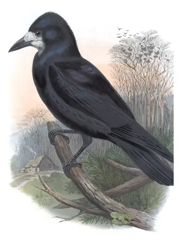 Volume III, plate 60 of Gould's The Birds of Great Britain: Rook (Corvus frugilegus)