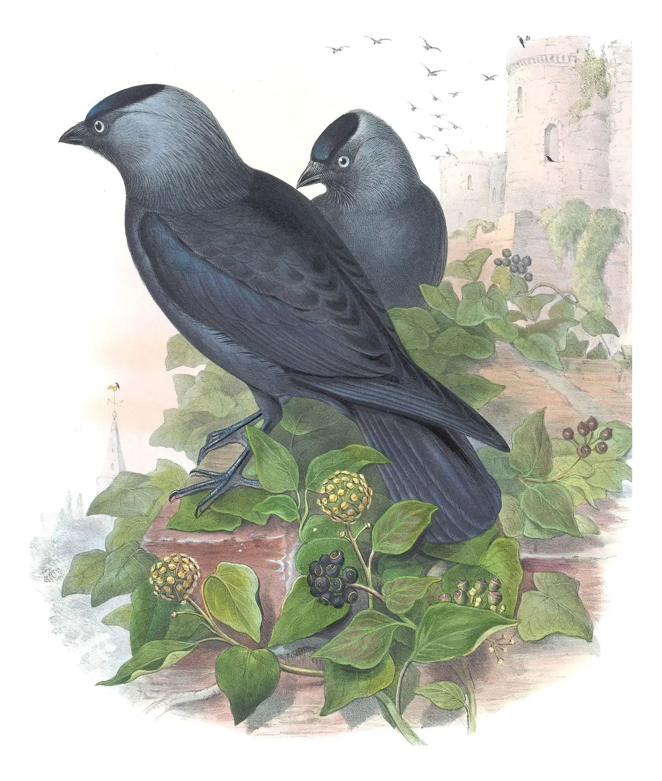Volume III, plate 61 of Gould's The Birds of Great Britain: Eurasian Jackdaw (Coloeus monedula)