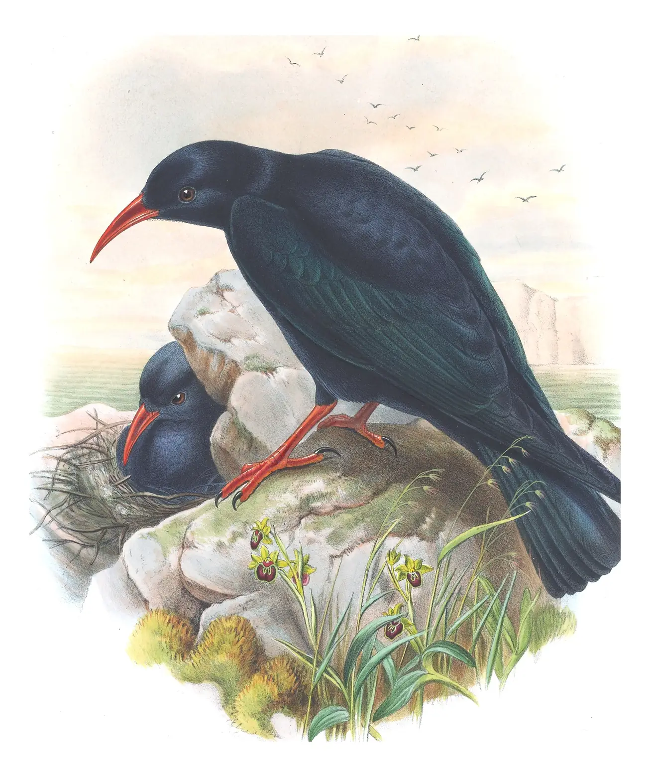 Volume III, plate 62 of Gould's The Birds of Great Britain: Red-billed Chough (Pyrrhocorax pyrrhocorax)