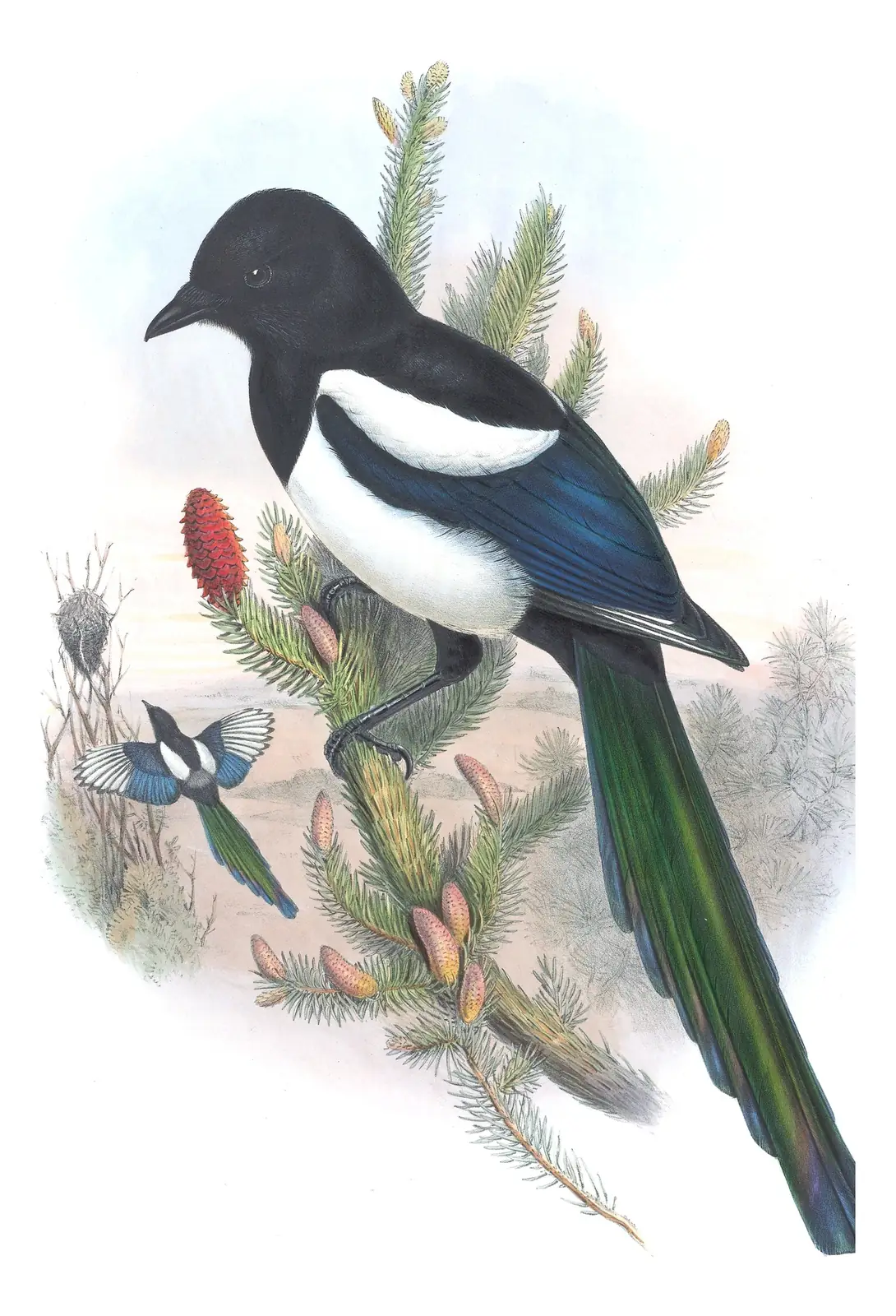 Volume III, plate 63 of Gould's The Birds of Great Britain: Eurasian Magpie (Pica pica)