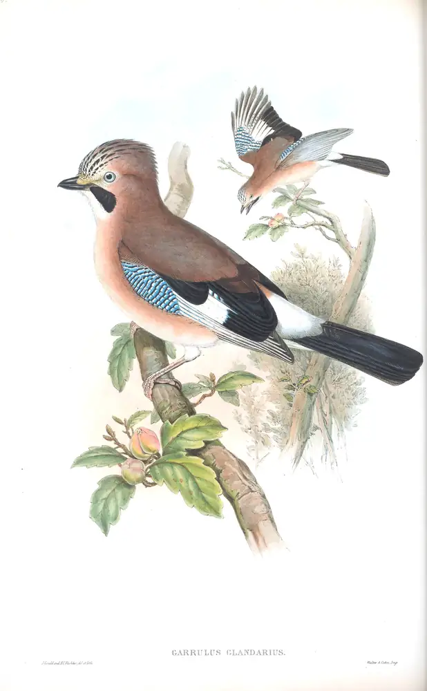 The whole sheet of volume III, plate 64, with its engraved caption